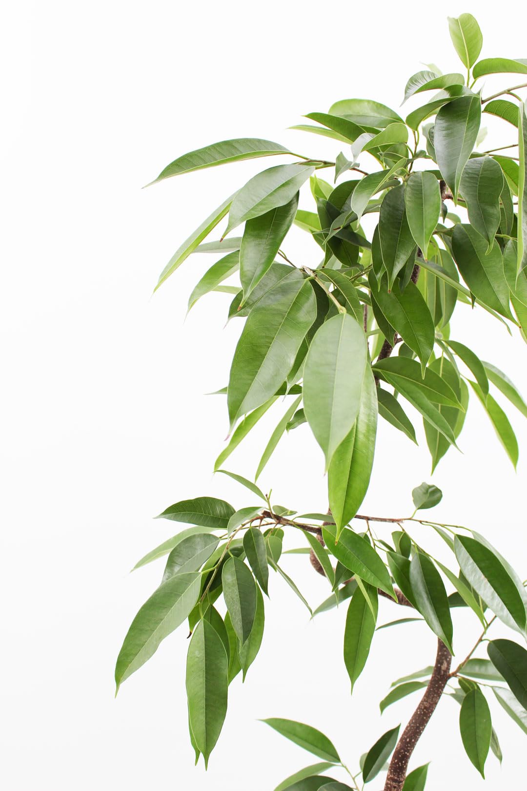 フィカス　アムステルダムキング⭐️曲がり ゴムの木　観葉植物 Amazon｜観葉植物 フィカス アムステルダムキング 8号 曲がり